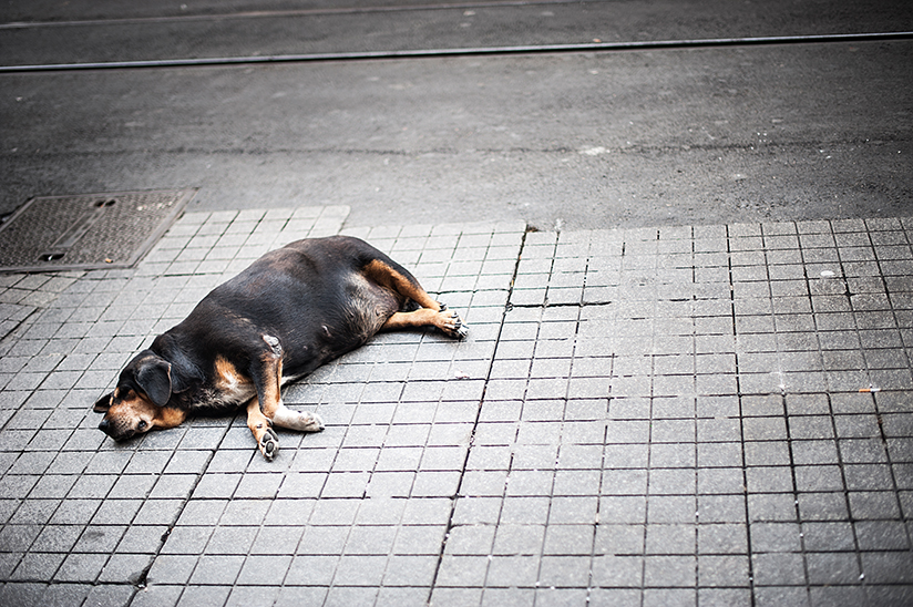 Fotografi av en overvektig hund som sover på et fortau.