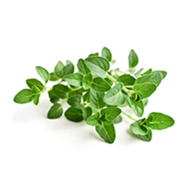 oregano